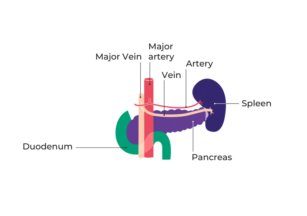 Diagram of the surrounding veins to the pancreas